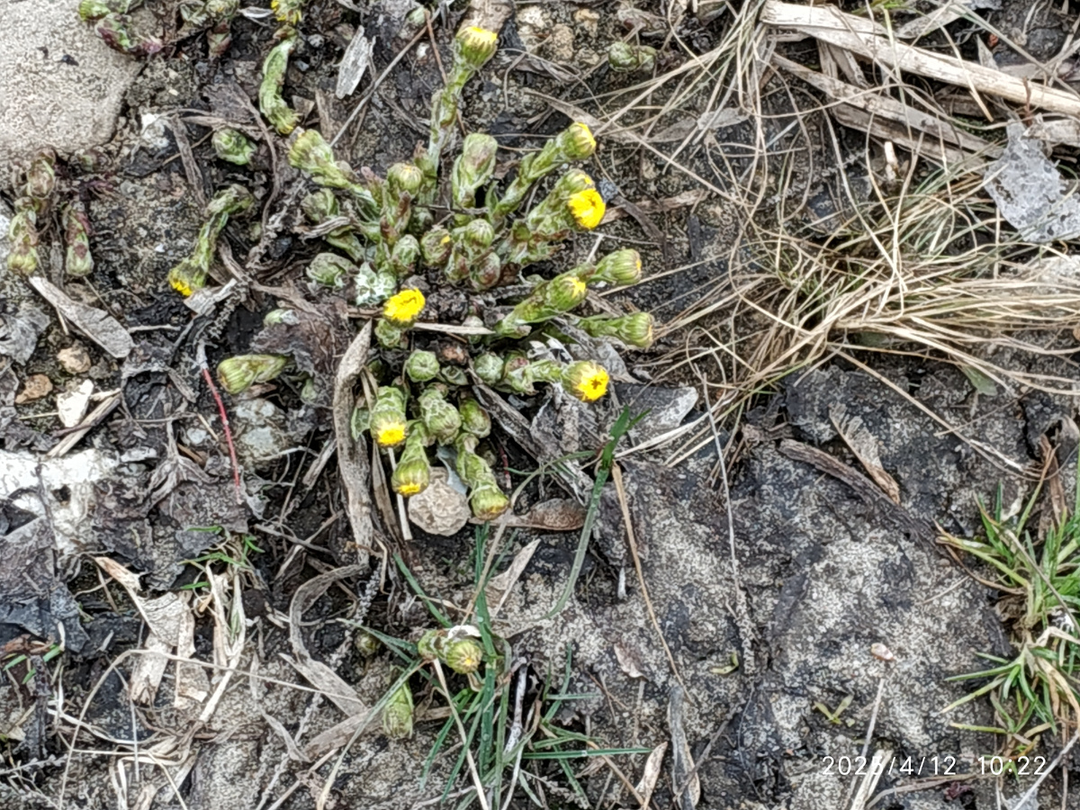 Просыпается мать-и-мачеха.