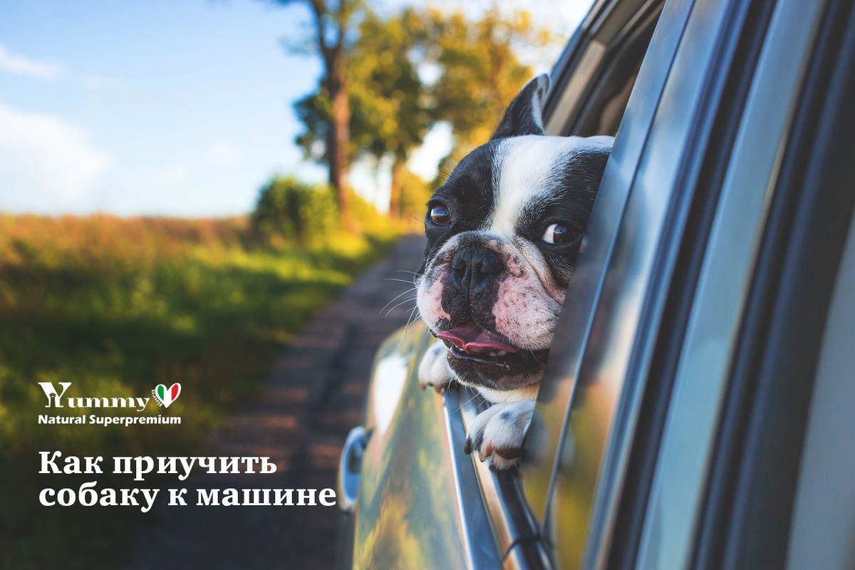 Сухие корма для собак и кошек Yummy Linea