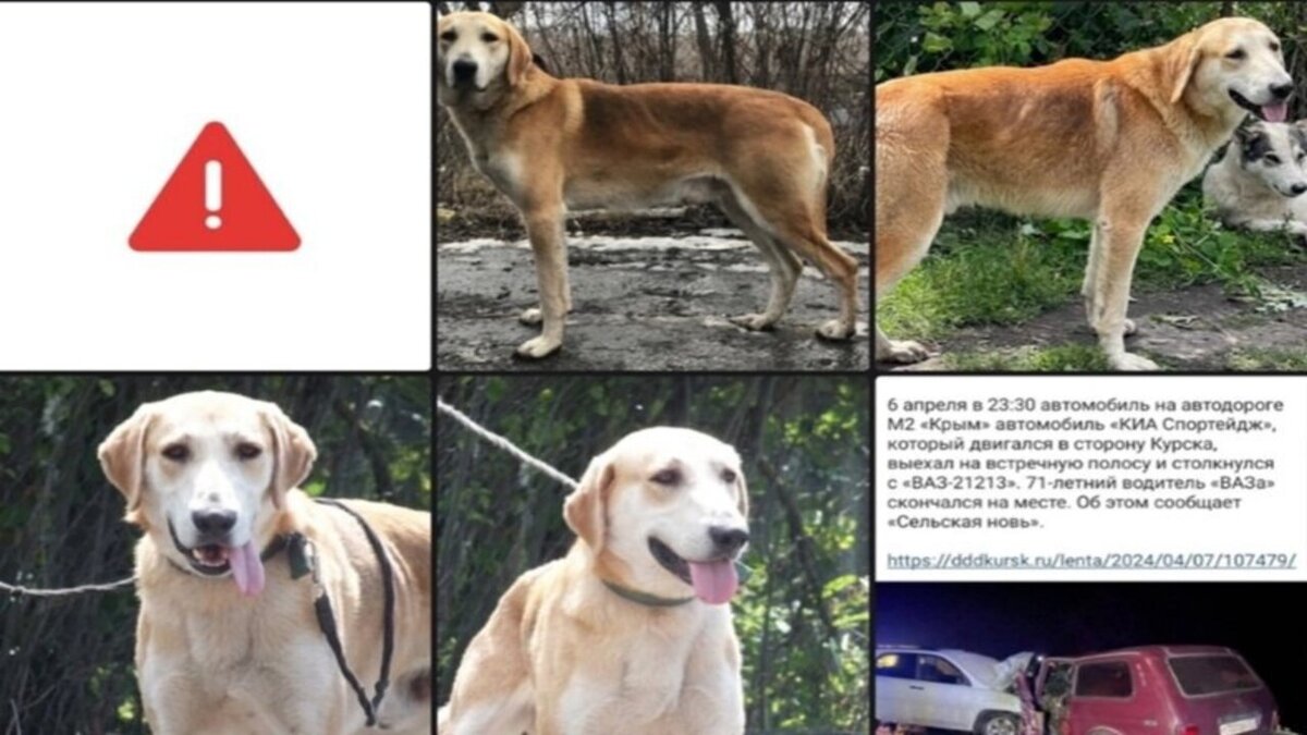    В Курской области ищут собаку, сбежавшую с места ДТП
