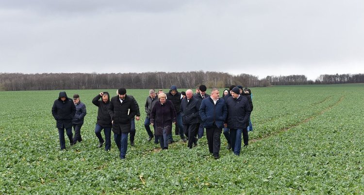    Узнать о рапсовых секретах брянских аграриев приехали коллеги из Беларуси