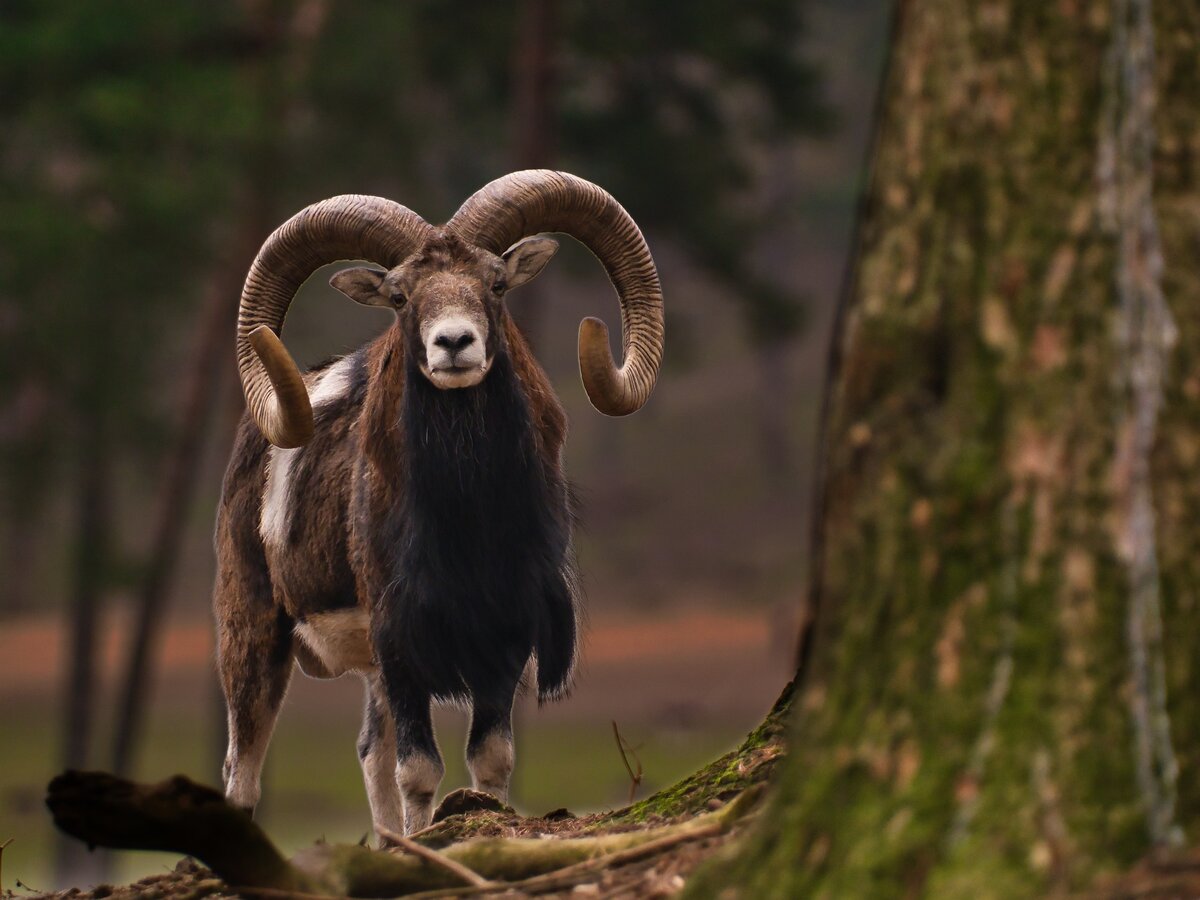 THE ARIES NEW MOON GUARANTEES YOU EXPANSION IN A CRITICAL AREA OF YOUR LIFE - Yo