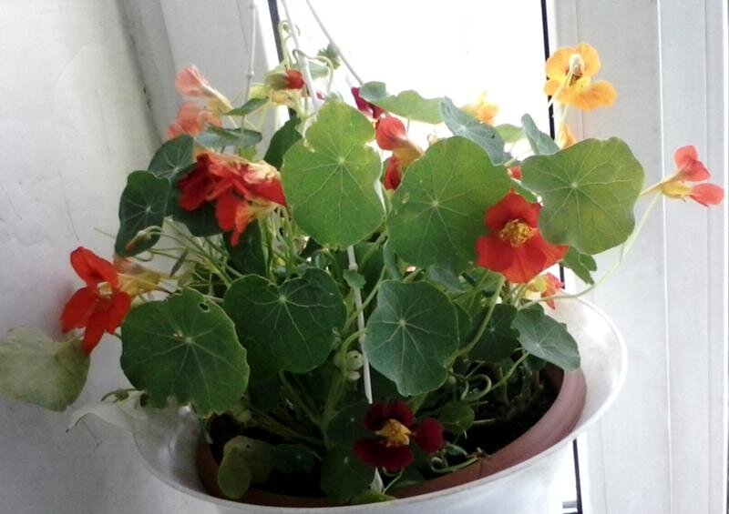 La scelta delle piante per il vivaio deve essere affrontata in modo responsabile. Non tutte le piante sono sicure per i bambini. Alcuni di essi possono essere velenosi o causare reazioni allergiche.-7