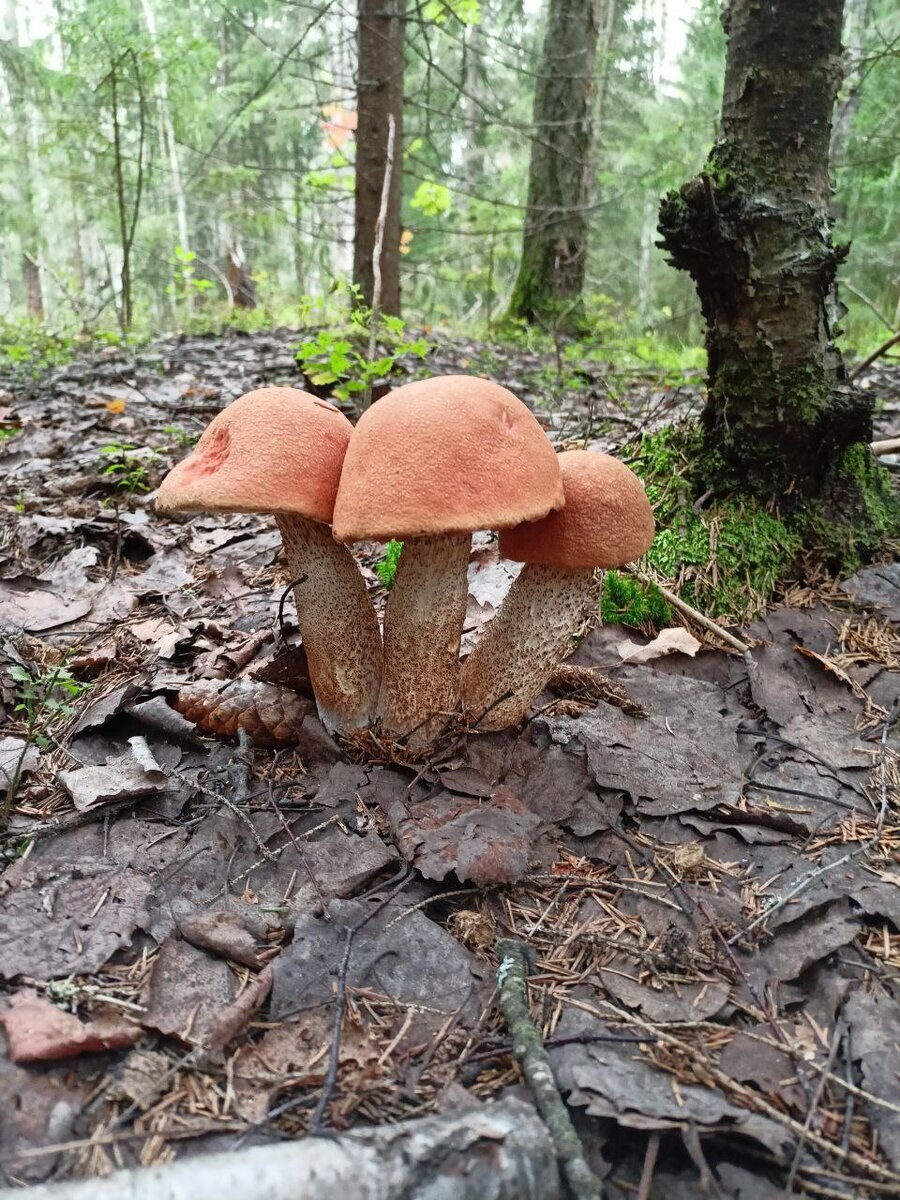 Автор фото Михаил