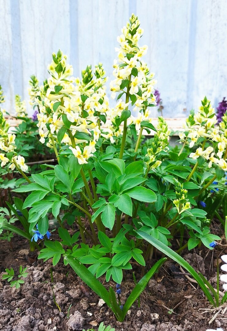 Хохлатки у меня дикие, лесные, не сортовые белые