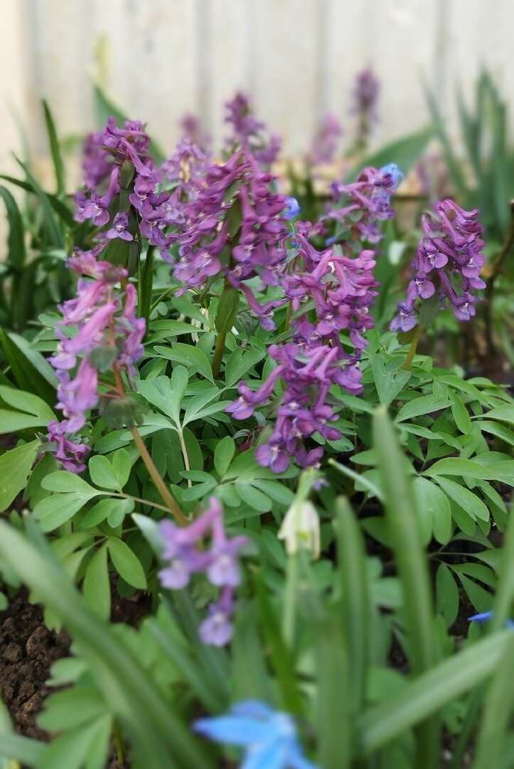  и сиреневые.