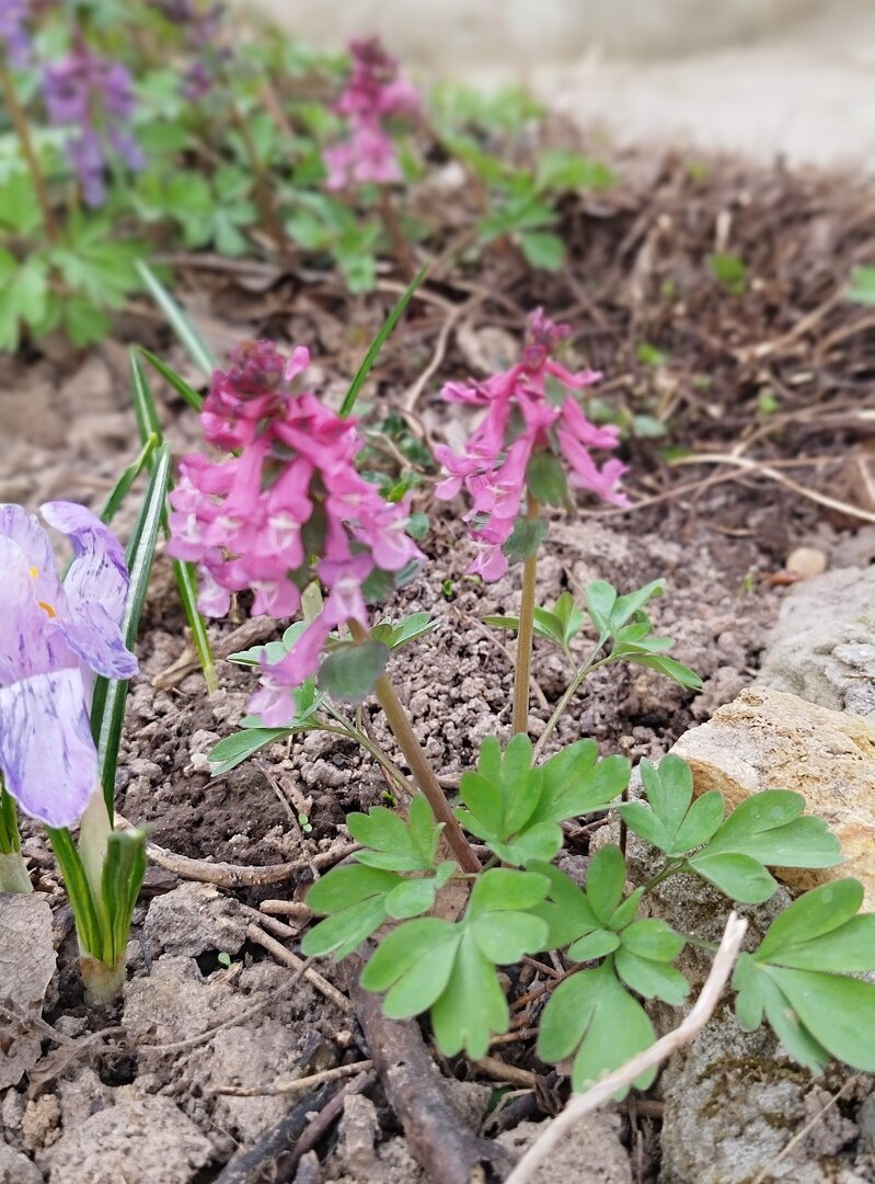 В последние годы стала замечать появление розовых, откуда не возьмись! Подозреваю, что это гибрид белых и сиреневых лесных. И появляются они там, где я не уследила и не удалила семена (чтобы поменьше самосева было семена стараюсь обрывать до созревания)! Эта выросла под кустом смородины, у теплицы))) И вполне себе хороша! Пускай растет!