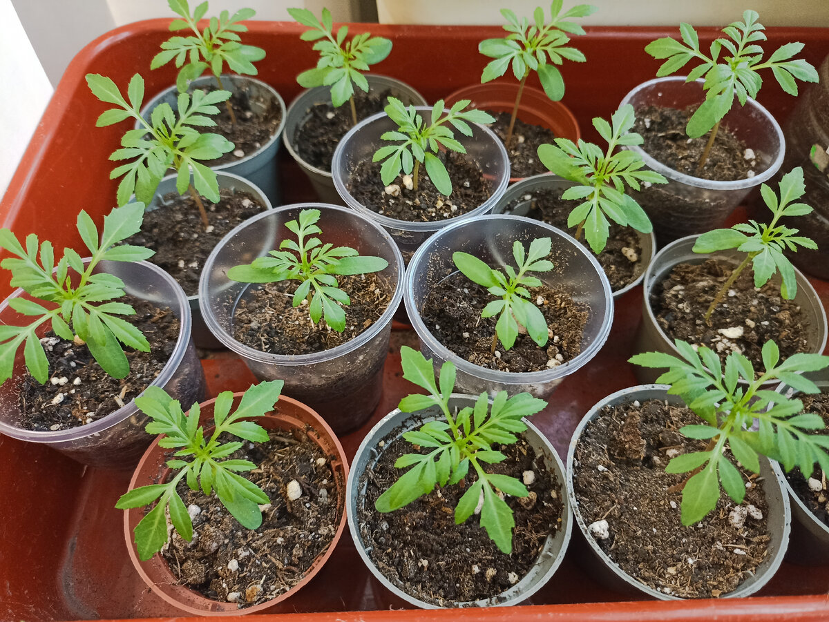 Бархатцы Антигуа