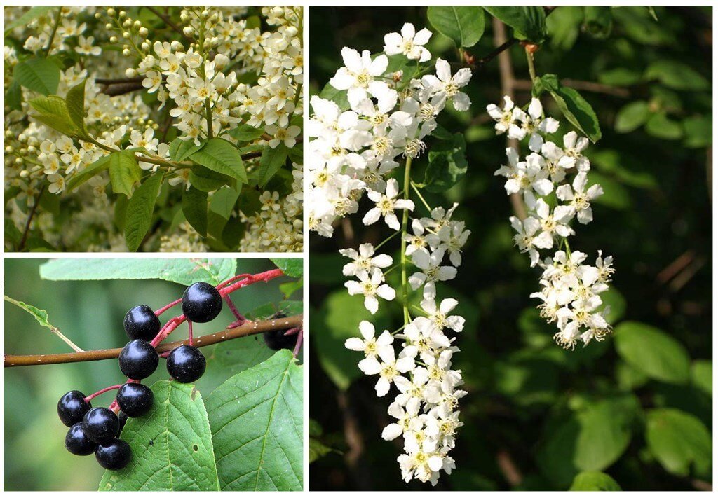 Черемуха обыкновенная (Prunus Padus). Черемуха обыкновенная Prúnus pádus. Черемуха (Padus avium). Черёмуха обыкновенная ягоды.