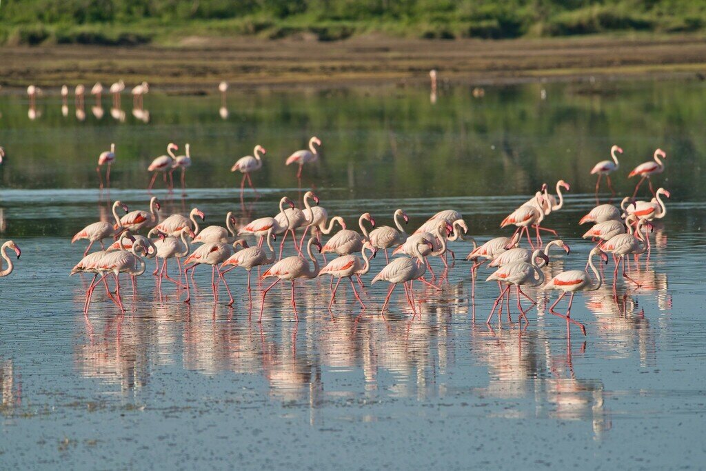 Розовые фламинго, Танзания, фото Nicola