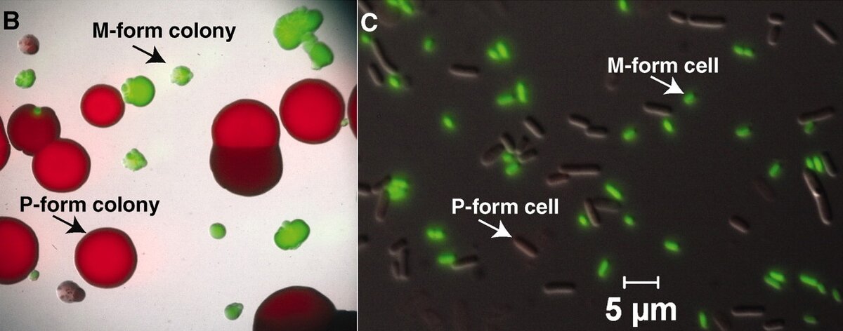 М- и Р-формы Photorhabdus luminescens