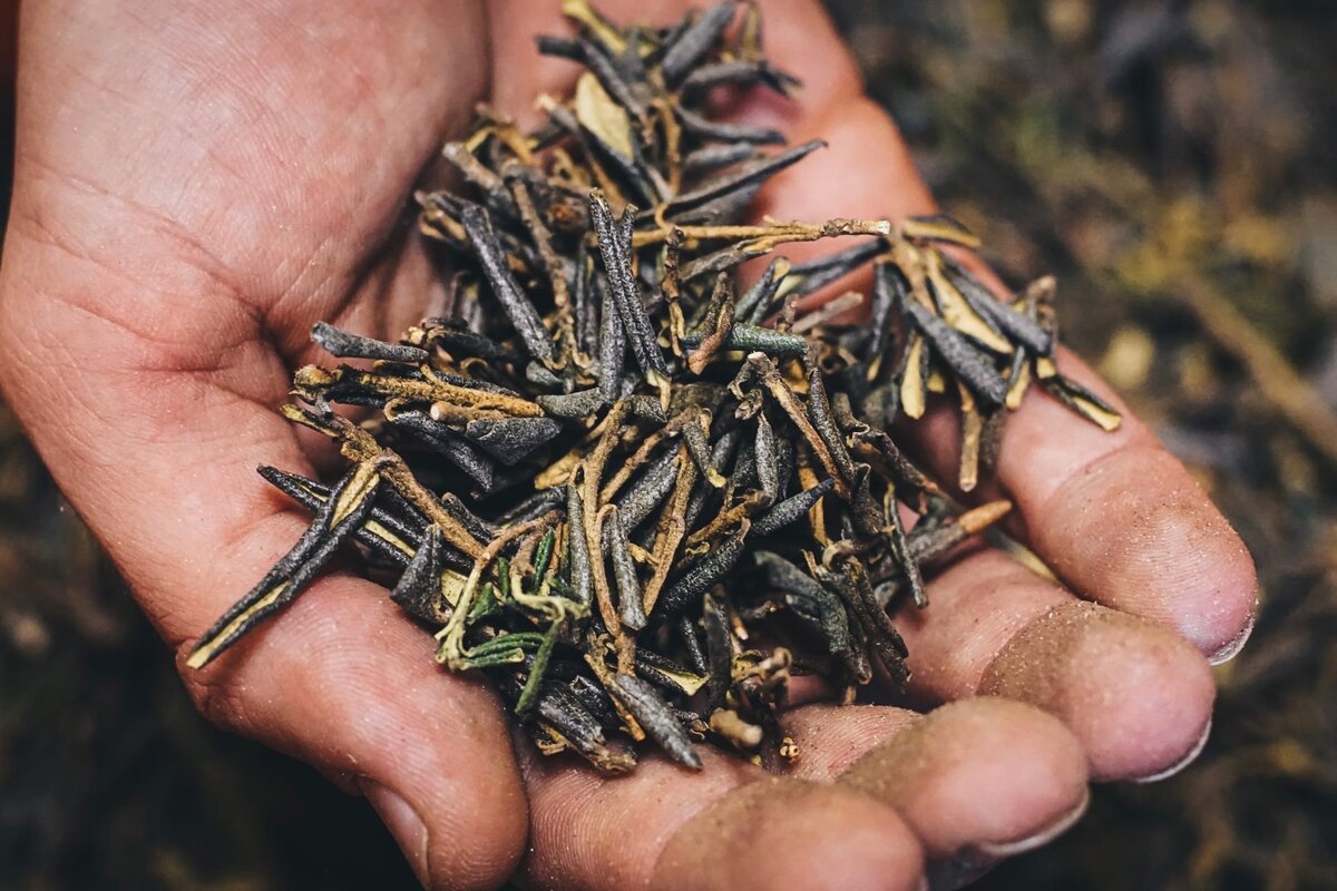 Да, наш сайт посвящен китайскому чаю, но целебные травушки вполне себе околочайная тематика, так что сегодня, в частности, мы поговорим о Саган Дайля.