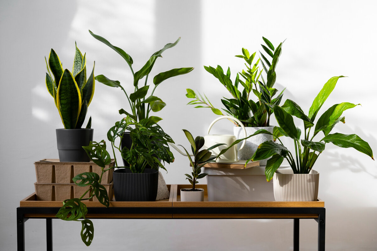 В предыдущей статье мы начали рассказывать о растениях, которые способны очистить воздух от вредных примесей. Сегодня мы продолжим наш рейтинг комнатных «помощников», помогающих улучшить здоровье.