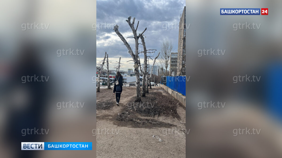    "Угробили деревья": уфимцы пожаловались на кронирование берёз на улице Менделеева