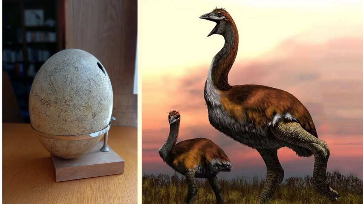 Их яйца были размером примерно с футбольный мяч! УДивительно, но примерно такой же размер откладываемых яиц был и у крупнейших зауроподов - к примеру, у Диплодока, хотя те были во много раз больше и могли достигать в длину 40 метров