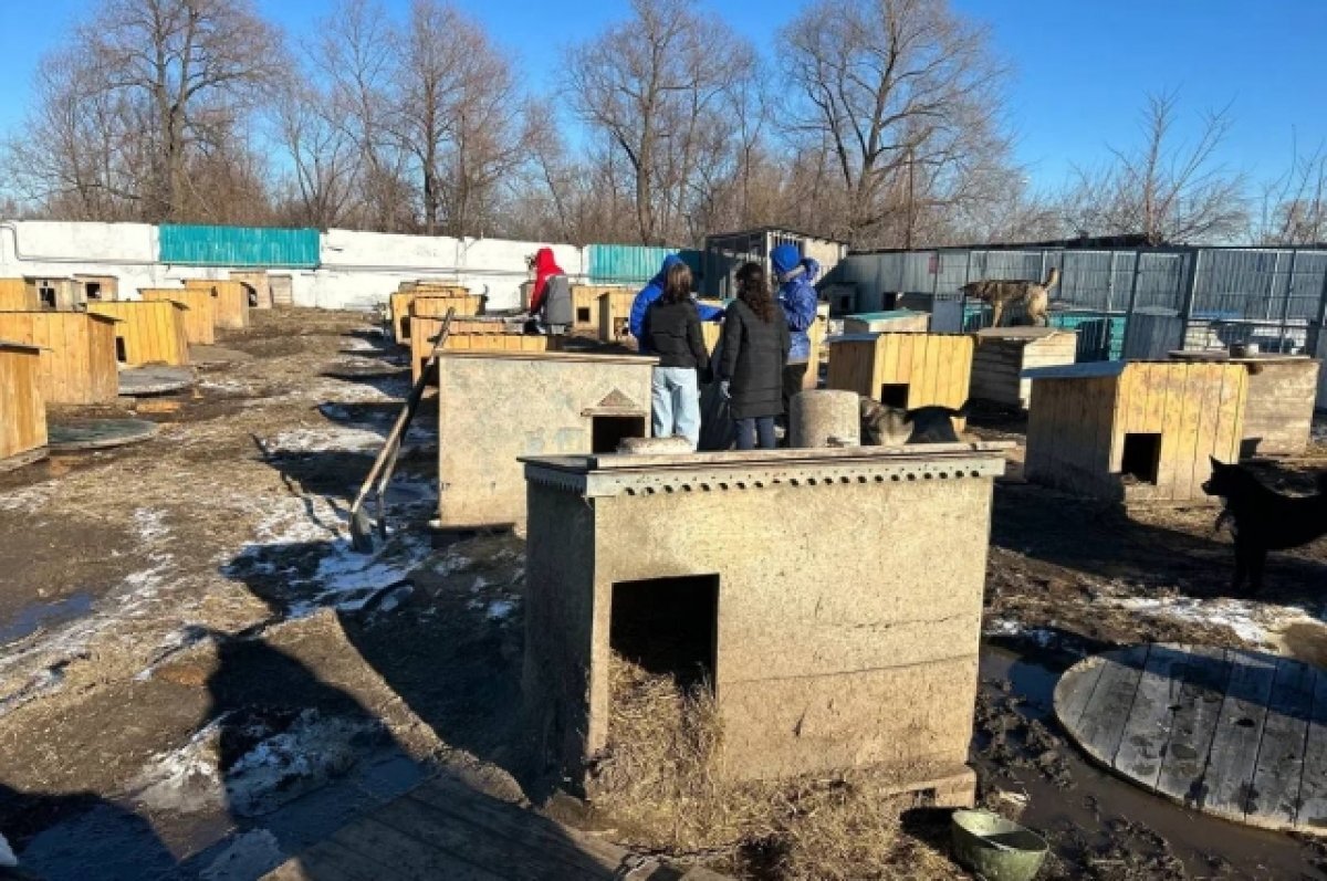    Тобольский приют для животных после пожара восстанавливают волонтеры