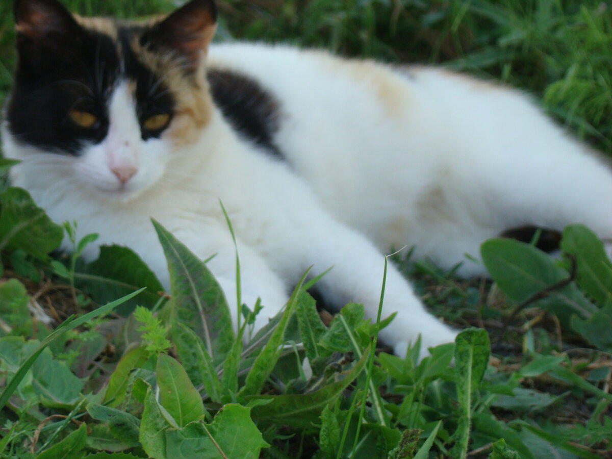 Эта киса жила с нами, пока не пропала через несколько лет. фота автора