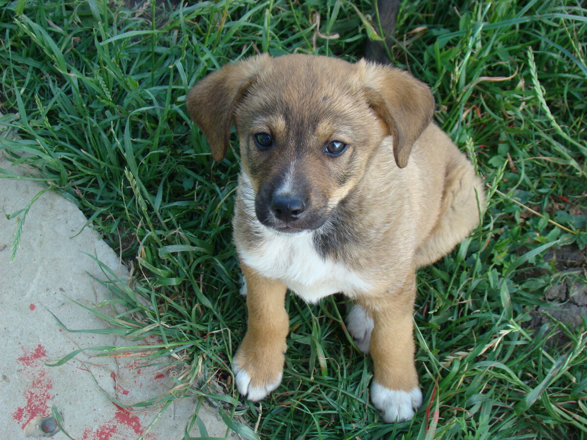 Этого малыша забрали в станицу Красноармейская. фото автора