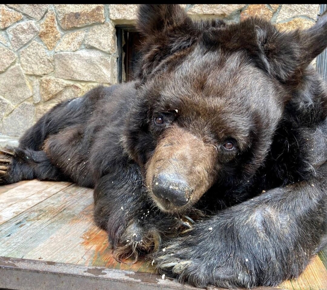 ФОТО: "ЧЕЛЯБИНСКИЙ ЗООПАРК". ХАРИТОНУ БЫЛО 36 ЛЕТ.