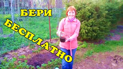 Дёготь берёзовый - получаю много и бесплатно!