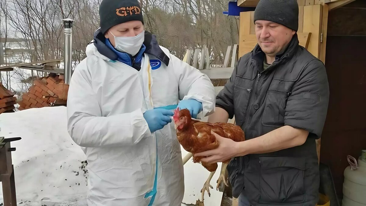     В Глазовском районе Удмуртии ветеринары начали прививать домашнюю птицу от птичьего гриппа.