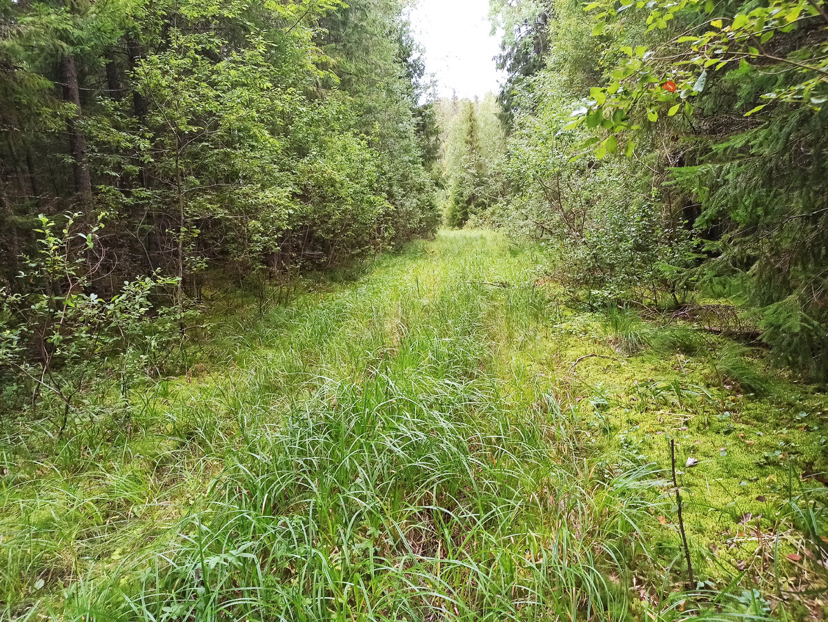 Возвращаюсь я оттуда - там дорога проходит по заболоченному участку