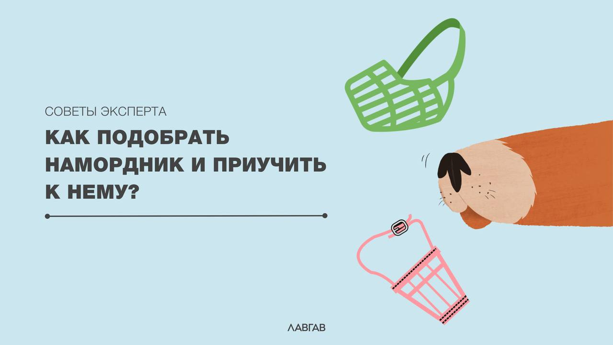 КАК ВЫБРАТЬ НАМОРДНИК и приучить к нему? | ЛавГав | Дзен