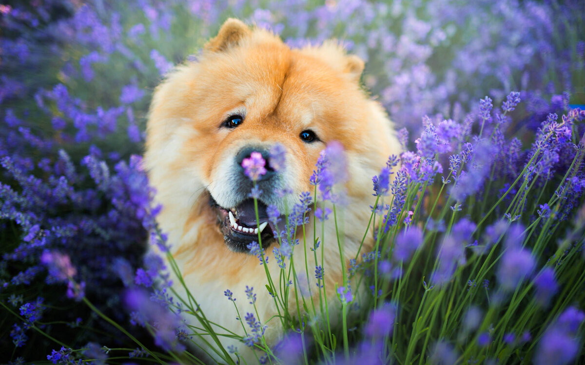 источник фото: https://on-desktop.com/wps/2018Animals___Dogs_Cheerful_chow_chow_dog_in_purple_colors_129084_.jpg