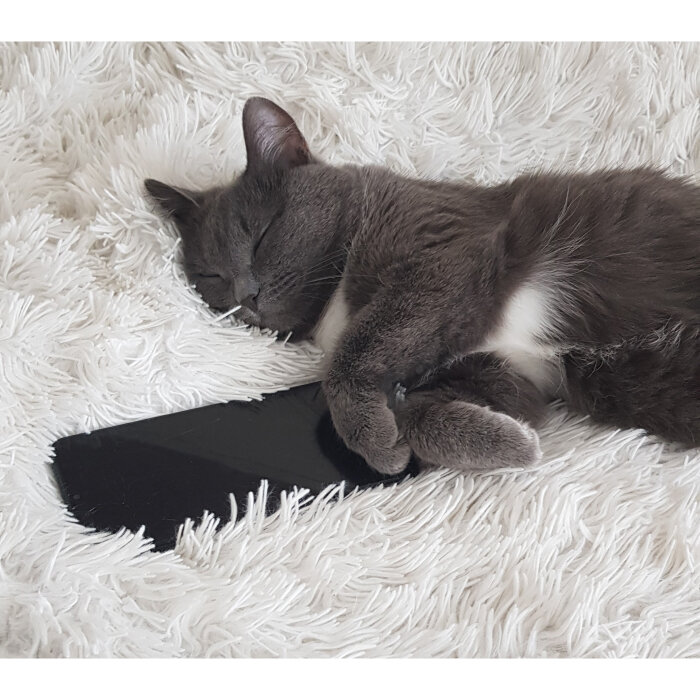 Ленивая кошка :))