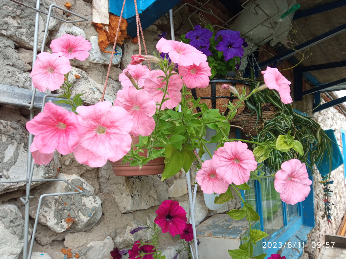 Фото автора, вот они простые петунии