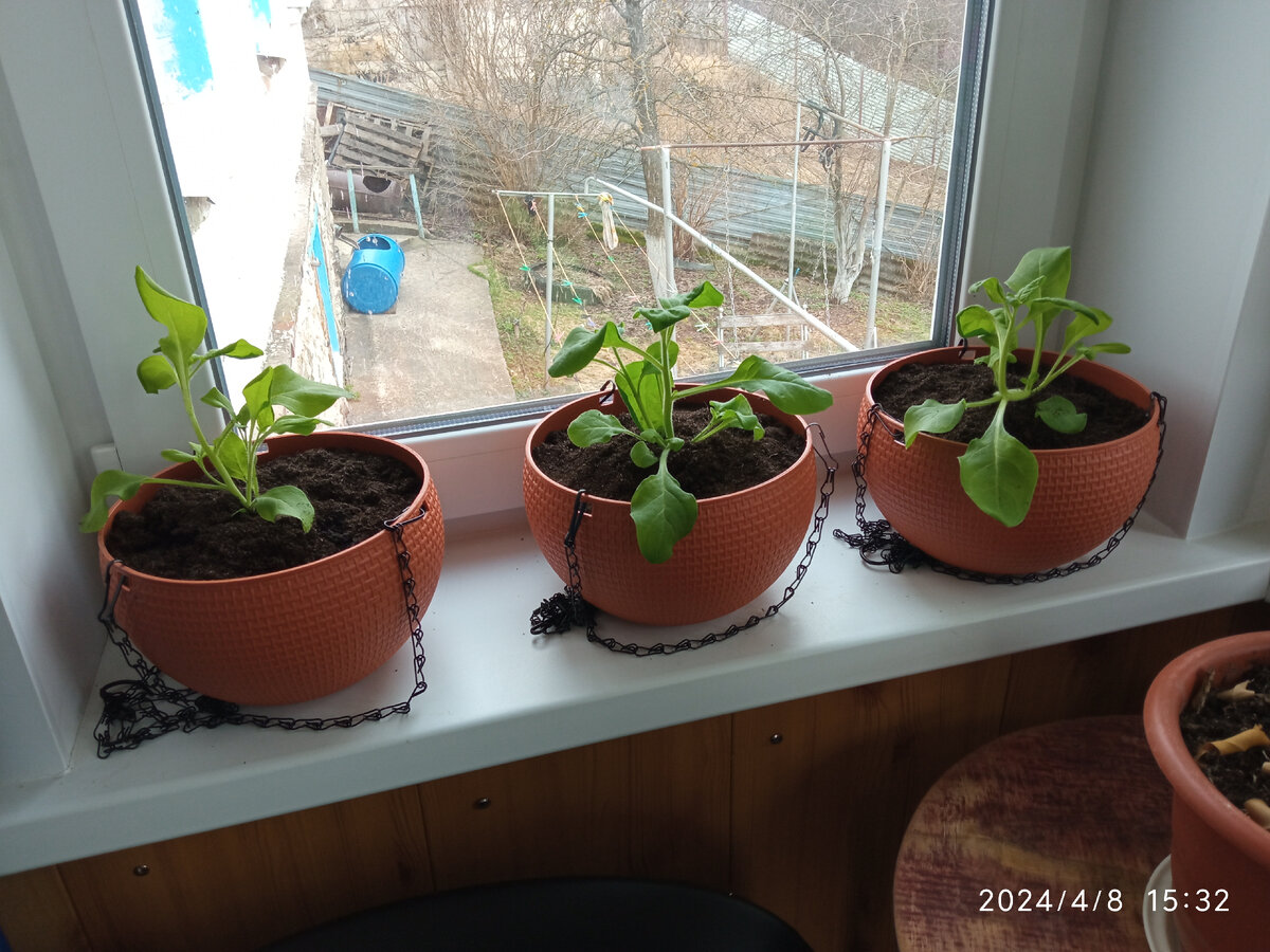 Фото автора, сезон 2024 года, мои петунии высажены в кашпо и ждут "выхода" на улицу