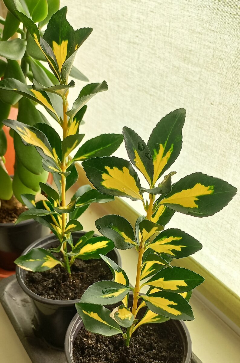 Бересклет японский.