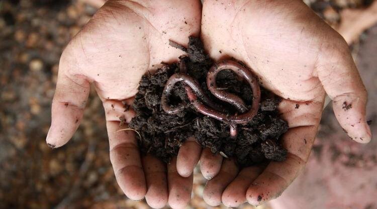 Фото: shutterstock.com