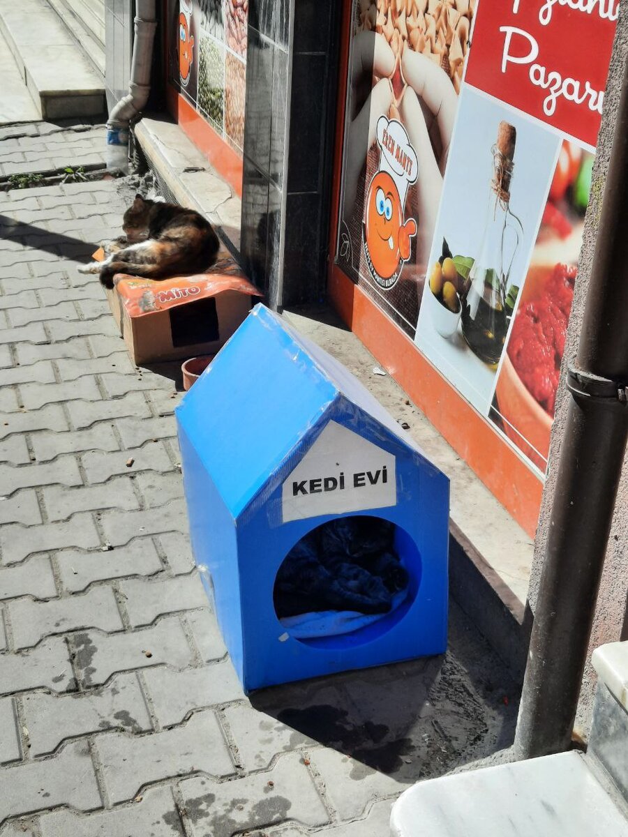 Коты на улицах Стамбула. Турция. Личные фото