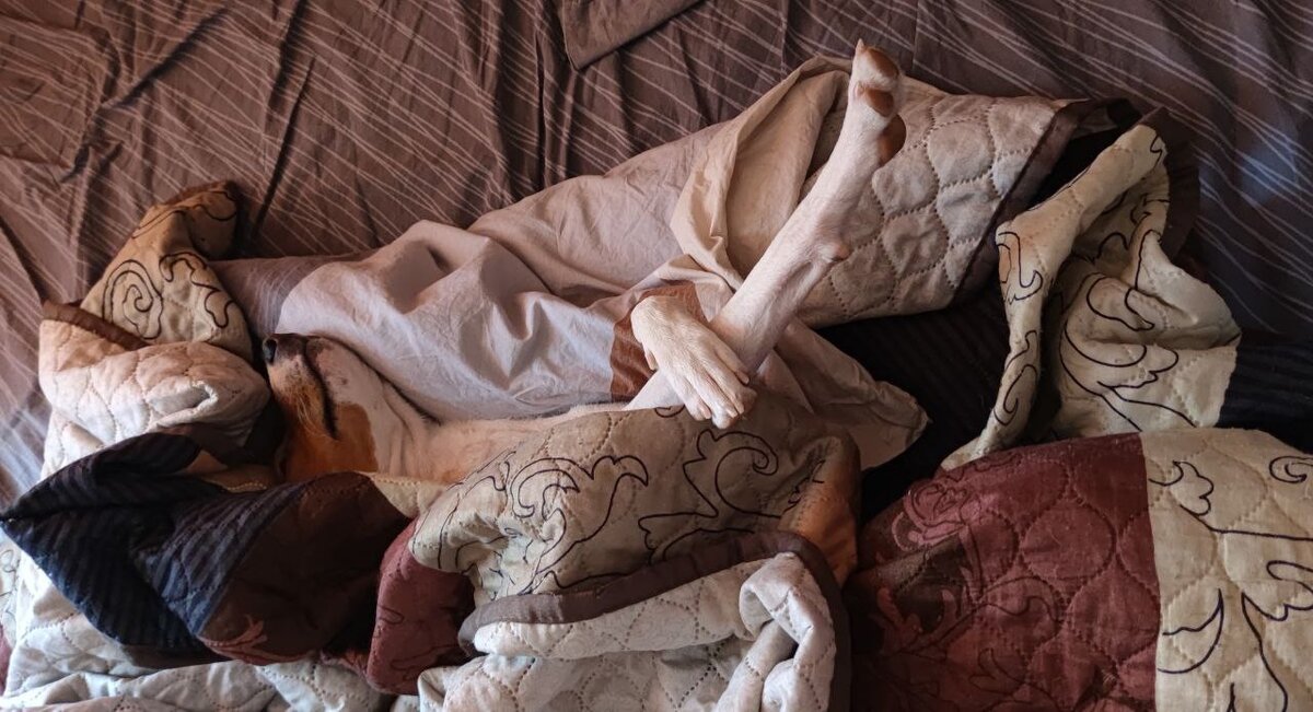 Как равноправный член семьи любит спать в нашей кровати)