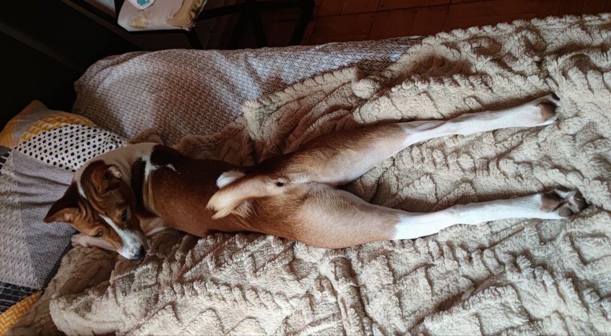 Сбоку видно кусок сожранного стула Мартином) Такие стулья у нас теперь все. Будем менять на обычные, деревянные, чтобы не съел опять