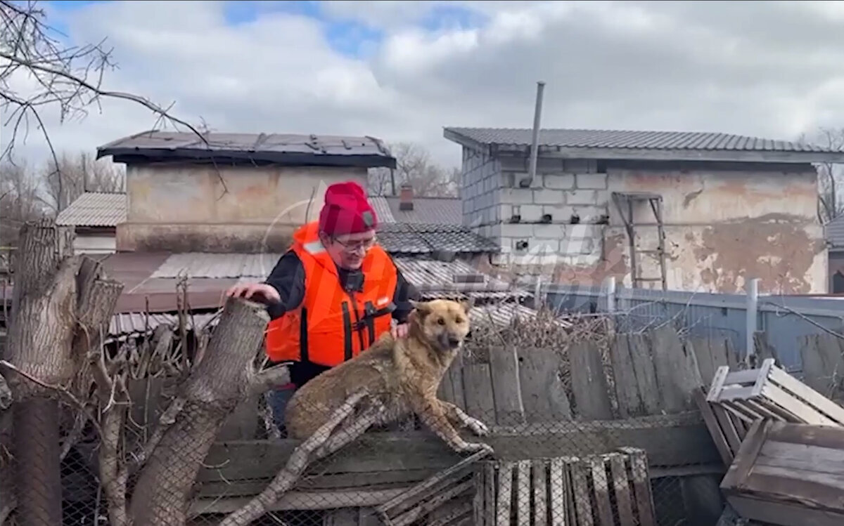 Журналисты Readovka спасли собаку в затопленном из-за прорыва дамбы  Новотроицке – видео | Readovka67.ru | Дзен