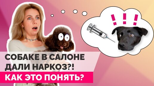 Животному на стрижке дали наркоз? Как понять? Законно ли применение грумером наркоза?