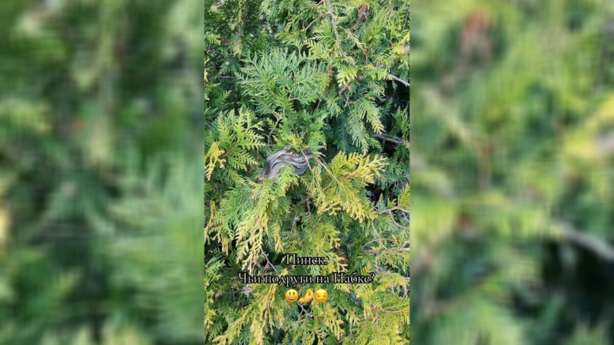 «В Пинске это нормальное явление» – Белоруска показала облепленные ...