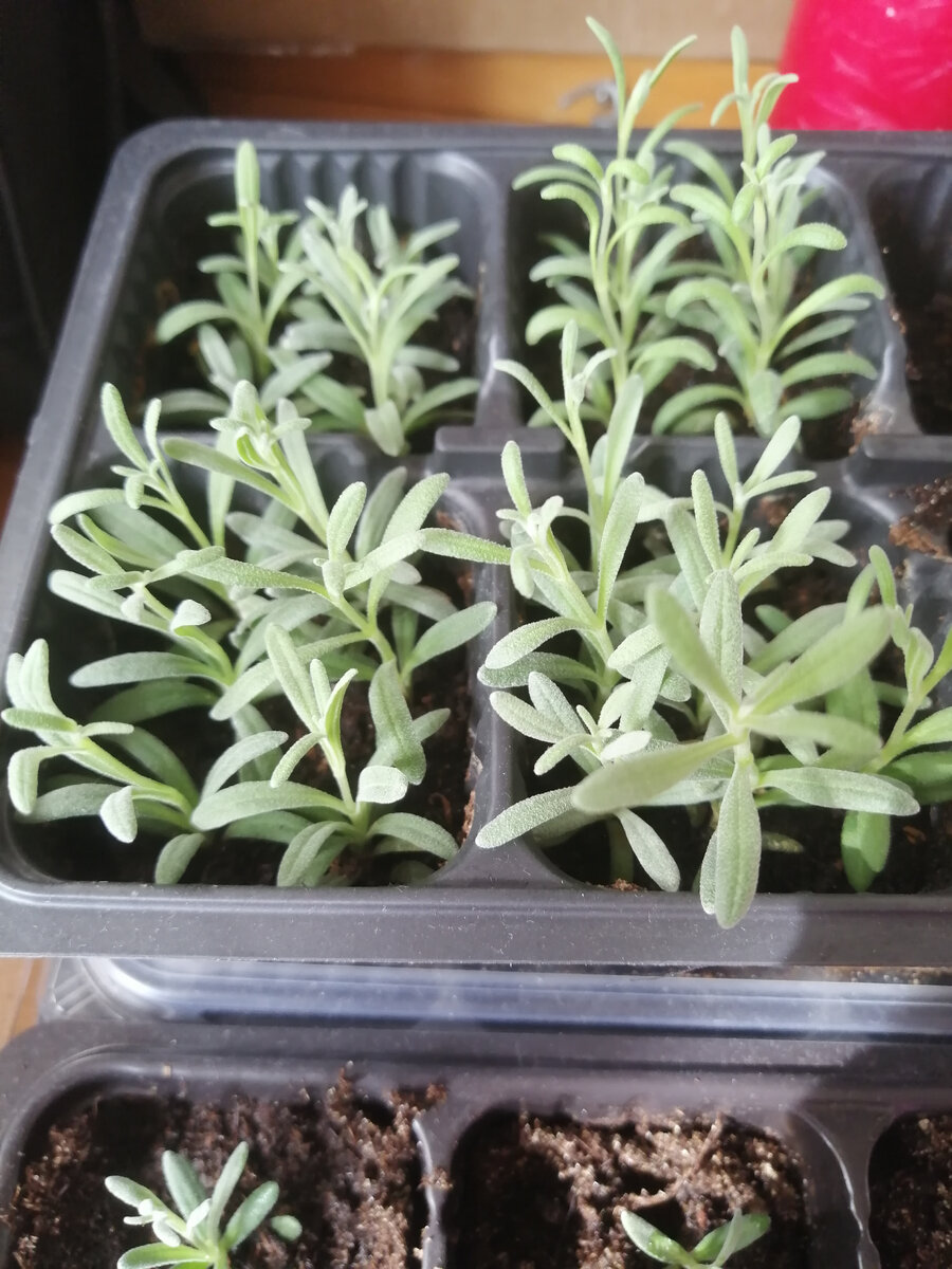 Вот так они выглядят сегодня, 8 апреля