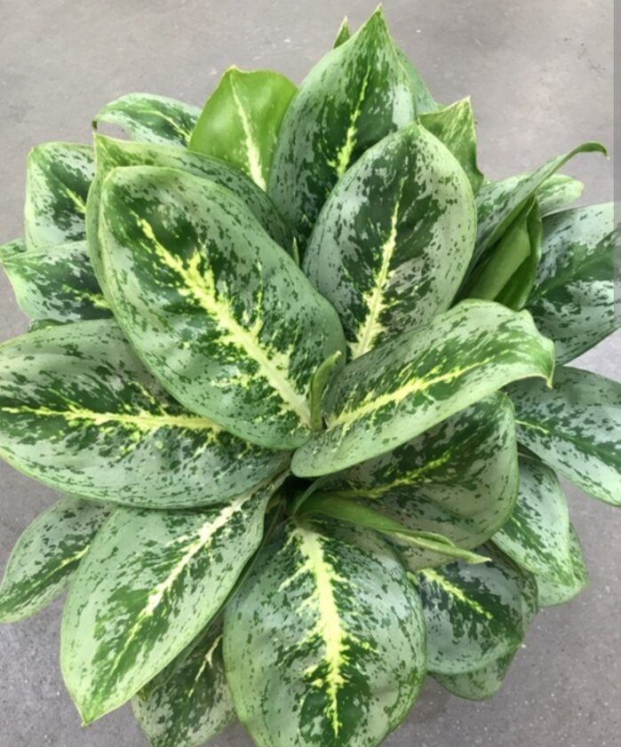 Пример из интернета 