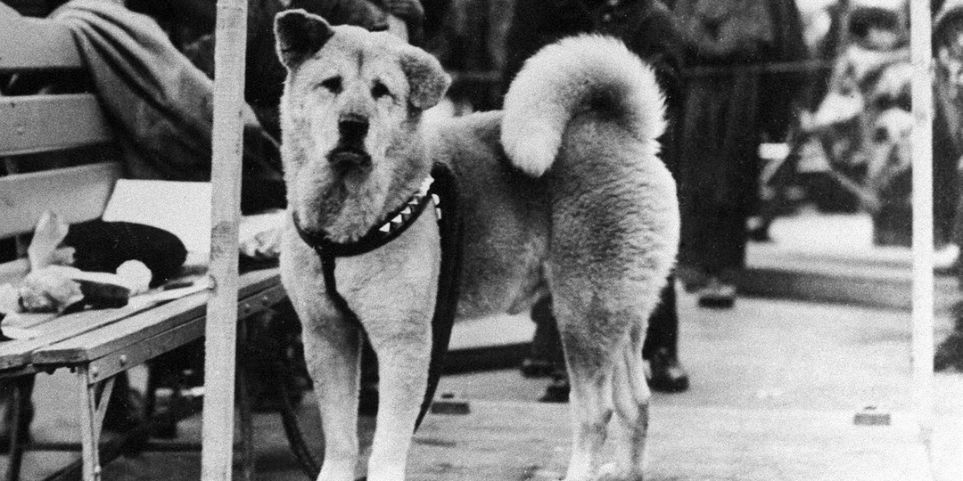 Фото дня: как выглядел настоящий пес Хатико