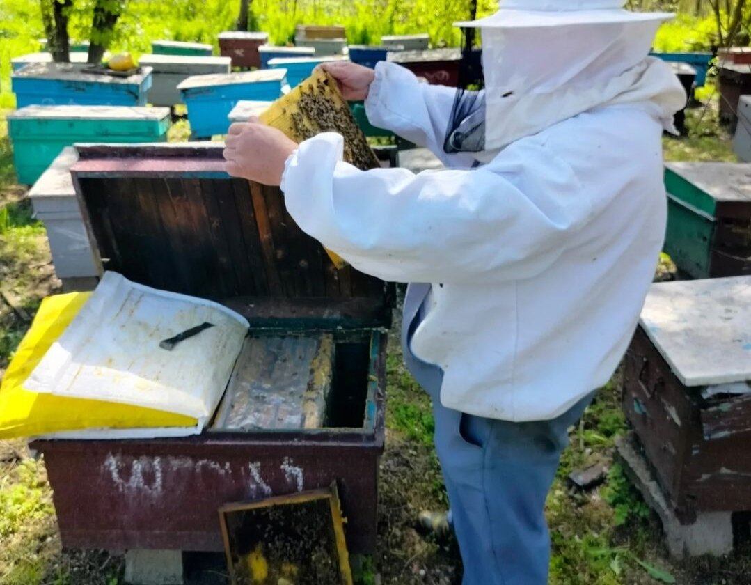 Проверяет наличие матки после зимовки(бывает, что пропадает) 