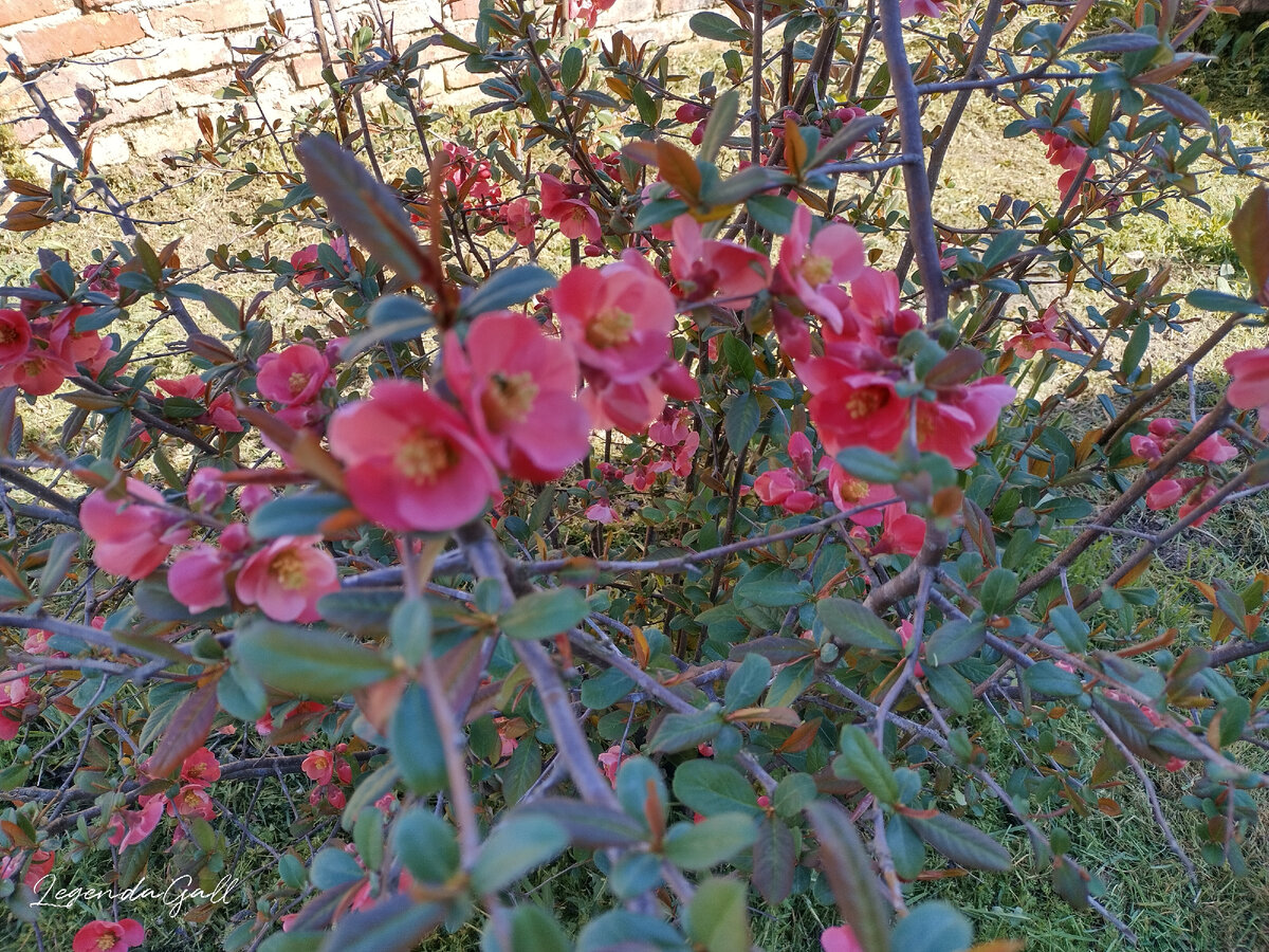 Айва во всей своей красе.