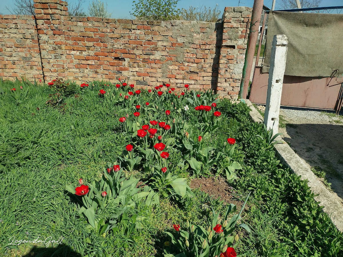 Море тюльпанов, и еще больше травы