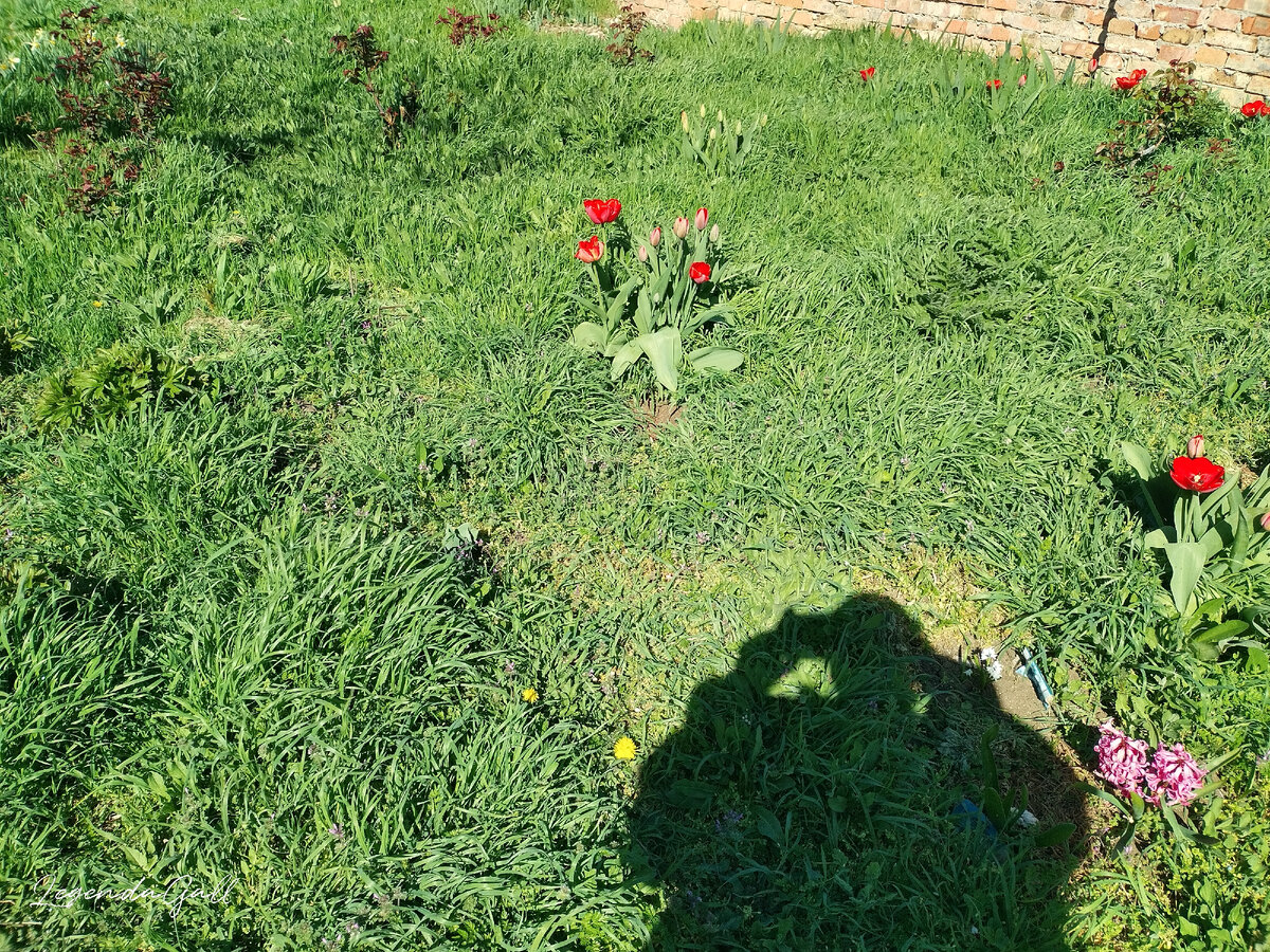 Там такая трава, что даже кусты роз в ней спрятались.