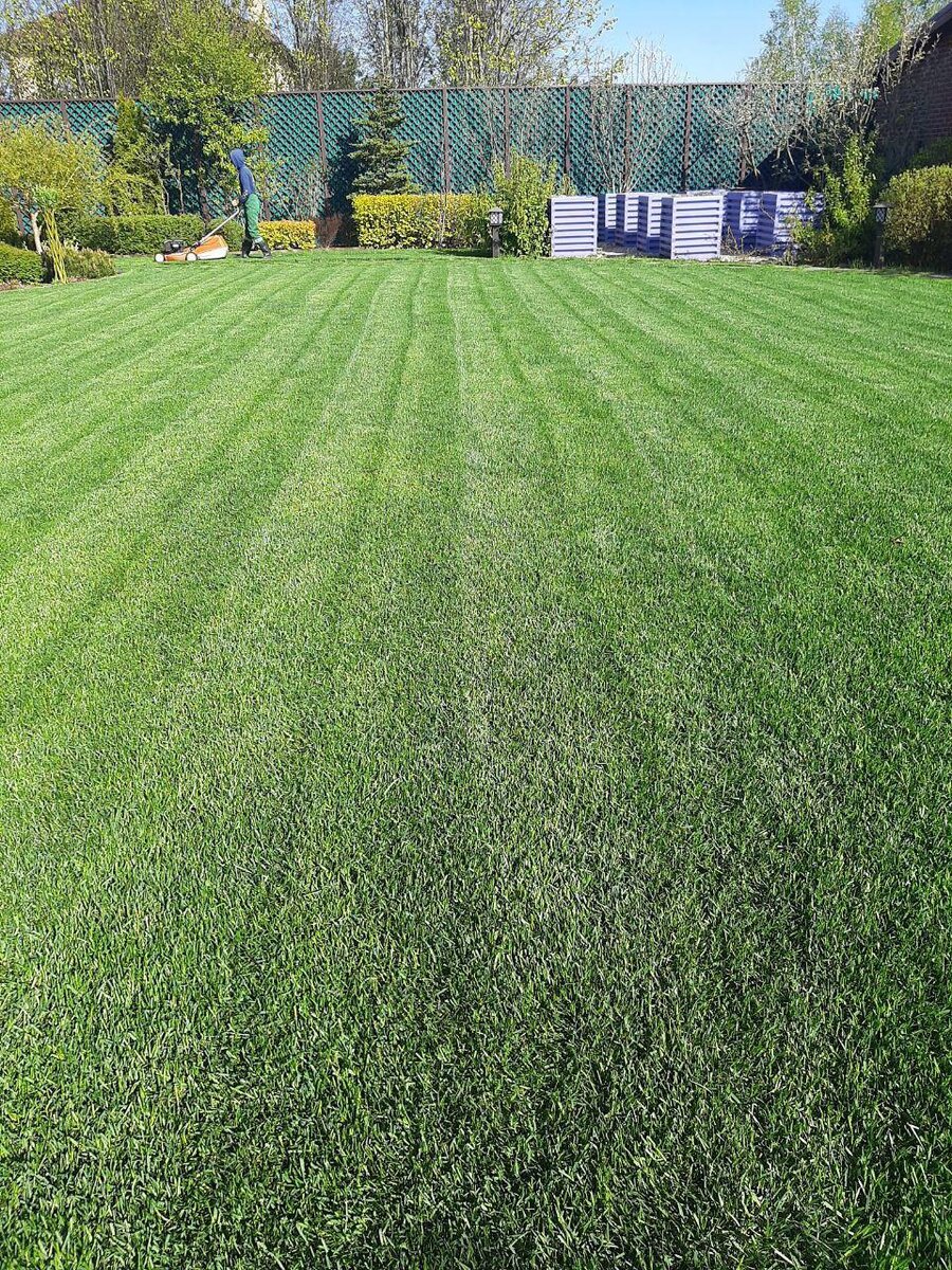    Газону потребуется много света, поэтому для него нужно отводить самое солнечное местопредоставлено бюро «Территория Ландшафта»