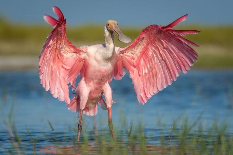 Источник: https://fl.audubon.org/news/audubon-studies-roseate-spoonbill-track-population-rebound