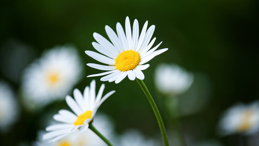   Gettyimages.ru Timo Rankinen / 500px