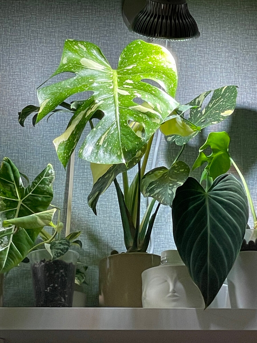 Монстера тайское созвездие