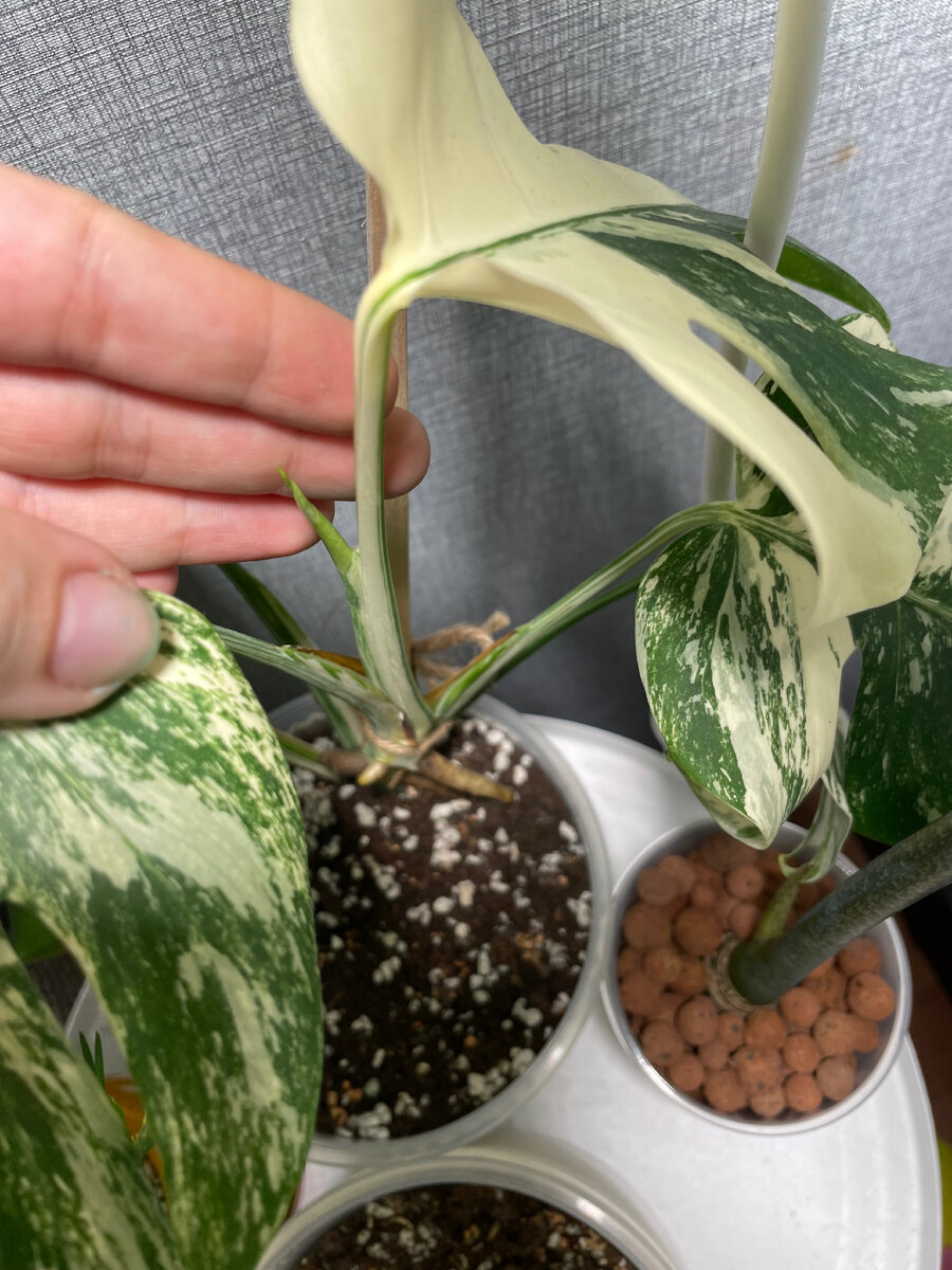 Монстера Альба выгоняет лист